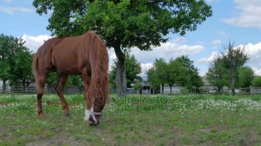 At mera üzerinde yeşil çayır