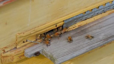 Arı kovanı bal ve arı Bahçe ile yakın çekim     