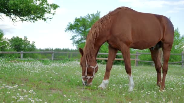 Brun häst på äng — Stockvideo