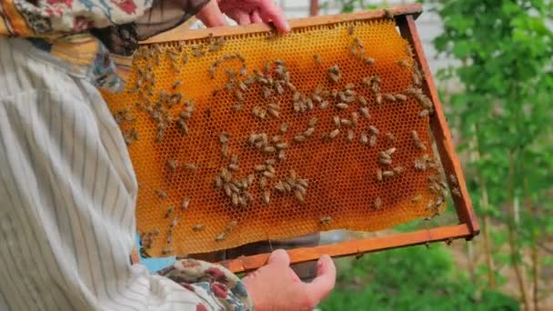 Close Beekeeper Holding Honeycombs Bees Garden — Stock Video