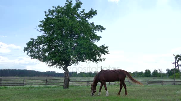 Pastagem de cavalo perto da árvore — Vídeo de Stock