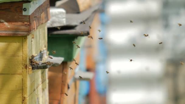 庭で蜂蜜と蜂の屋外で蜂の巣のクローズ アップ — ストック動画