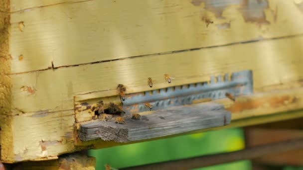 Gros Plan Ruche Avec Miel Des Abeilles Extérieur Dans Jardin — Video