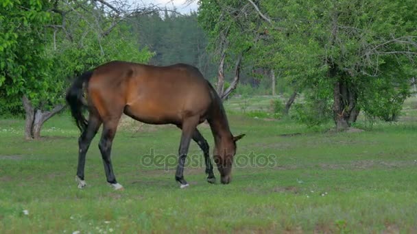 Beau cheval sur prairie — Video