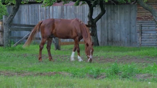 美丽的棕色马 — 图库视频影像