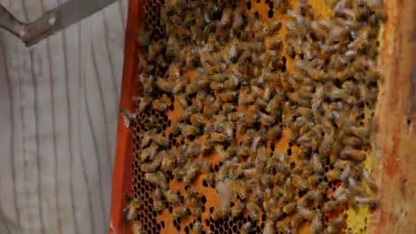 Κοντινό Πλάνο Του Μελισσοκόμο Κόψτε Κερί Στις Κηρήθρες — Αρχείο Βίντεο