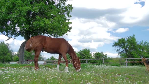 Pastagem de cavalo em prado verde — Vídeo de Stock