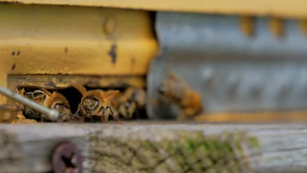 Gros Plan Ruche Avec Miel Des Abeilles Dans Jardin — Video