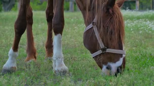 Ló legelő, zöld réten — Stock videók