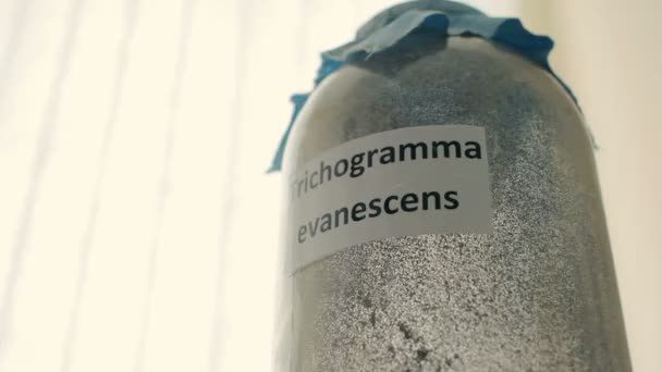 Trichogramma Evanescens Verschlossener Flasche Modernen Labor — Stockvideo