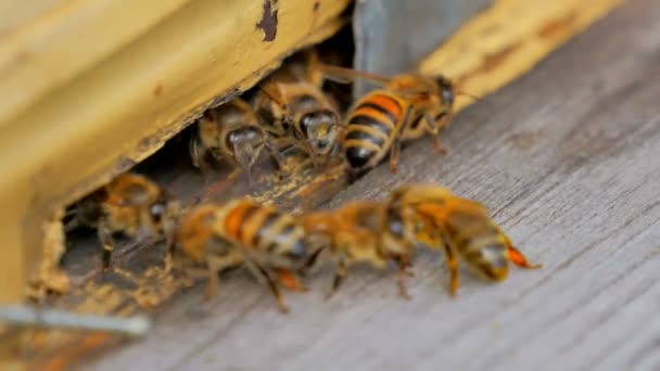 Μεγέθυνση Της Κυψέλης Μέλι Και Μέλισσες Στον Κήπο — Αρχείο Βίντεο