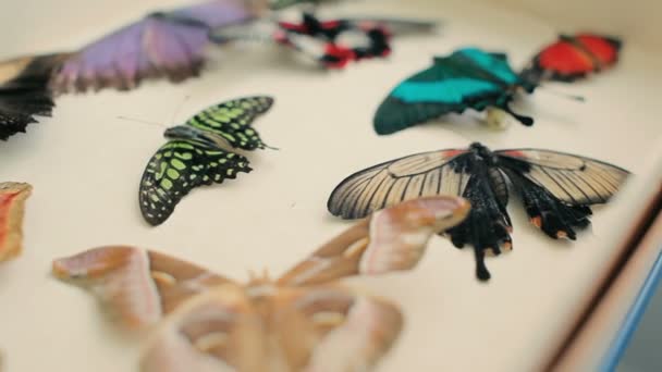 Close Beautiful Colored Butterflies Table — Stock Video