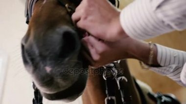 adam istikrarlı ata binmek hazırlanıyor