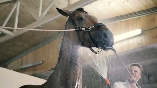 Молодой человек чистит лошадь — стоковое видео