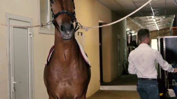 Homem com cavalo no estábulo — Vídeo de Stock