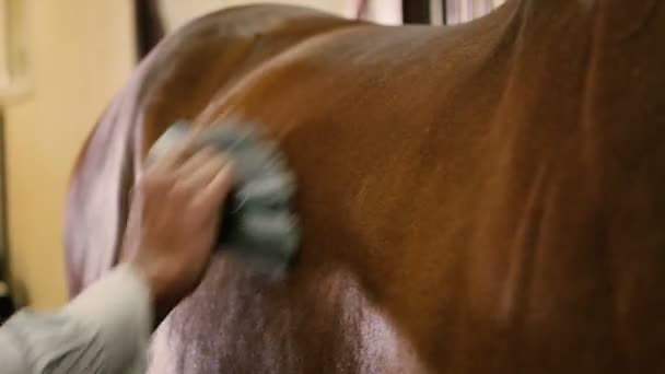 Uomo spazzolatura marrone Cavallo — Video Stock