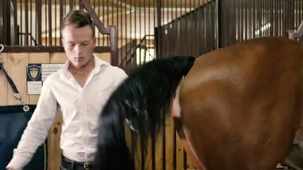Muž kartáčování ocas koně — Stock video
