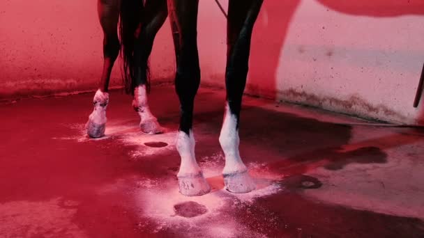 Caballo con polvo en establo iluminado rojo — Vídeo de stock