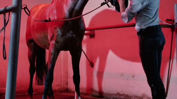 Homem com cavalo no estábulo iluminado vermelho — Vídeo de Stock