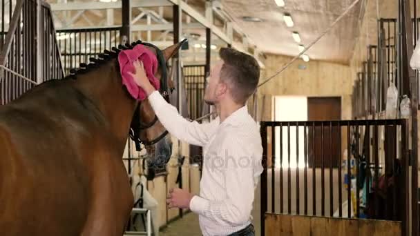 Man dry Horse with red towel — Stock Video