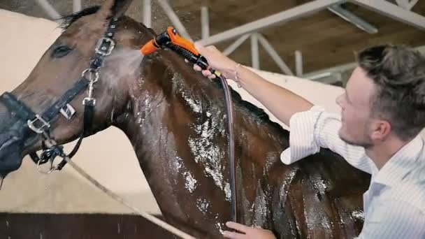 Junger Mann sauberes Pferd — Stockvideo