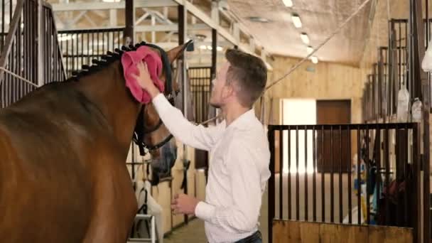 Man droog paard met rode handdoek — Stockvideo