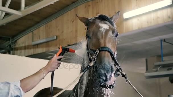 Muž k čištění vody krásné koně — Stock video