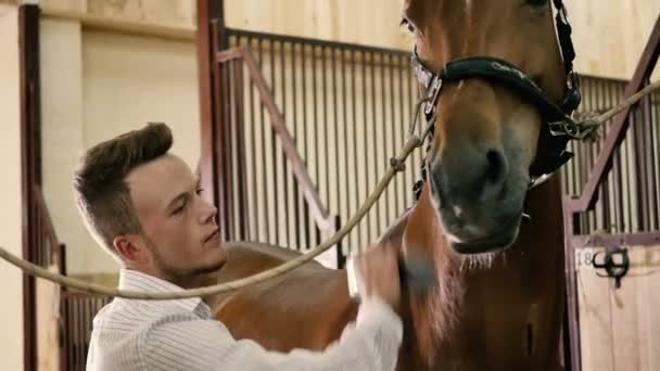 Jonge man poetsen paard — Stockvideo