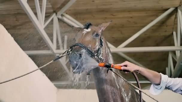 Jovem homem limpo Cavalo — Vídeo de Stock