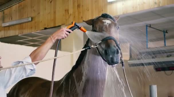 Mann sauber mit Wasser braunes Pferd — Stockvideo