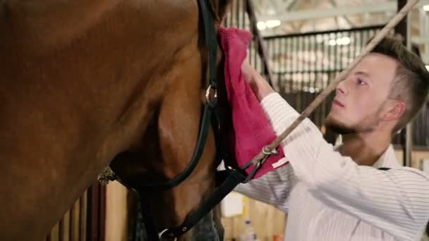 Man torka hästen med röd handduk — Stockvideo