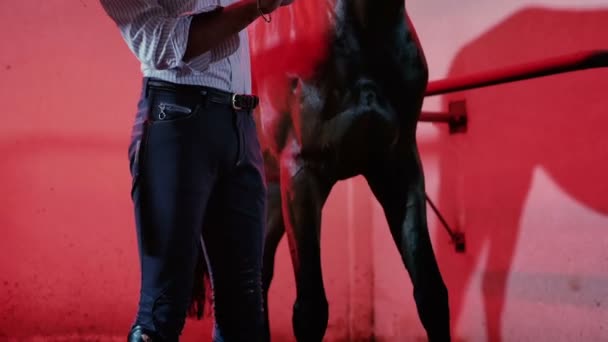 Hombre con caballo en establo iluminado rojo — Vídeo de stock