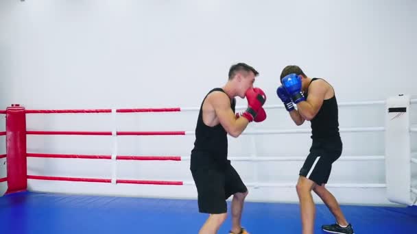 Muskulösa män slåss på boxningsring — Stockvideo