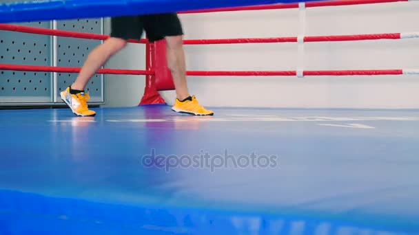 Primer plano de las piernas del boxeador — Vídeos de Stock