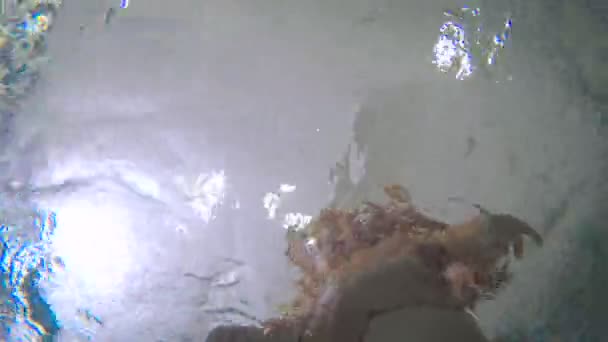 père enseigner la natation bébé 