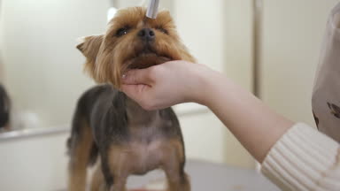 Sevimli köpek damat yapar saç sırasında onun için titriyor.