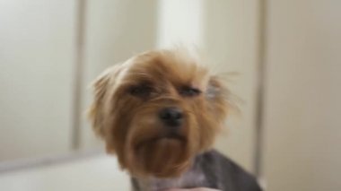 Sevimli yorkshire korkunç bir sıcak hava onun kürk kurutma sırasında sahiptir