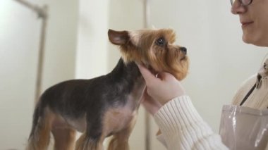 Damat tarak puppys kürk