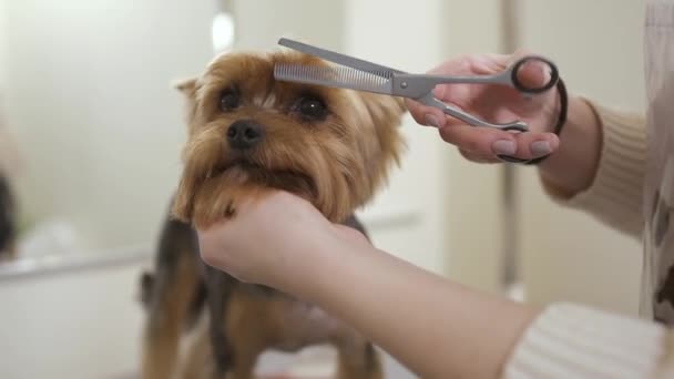 El peluquero corta la piel del perrito hermoso — Vídeos de Stock