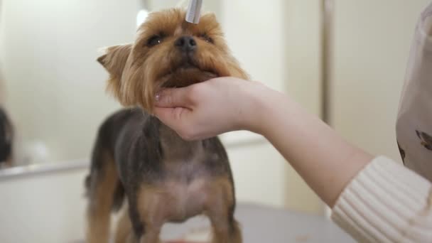 Симпатичный щенок дрожит во время грумер делает прическу для него — стоковое видео