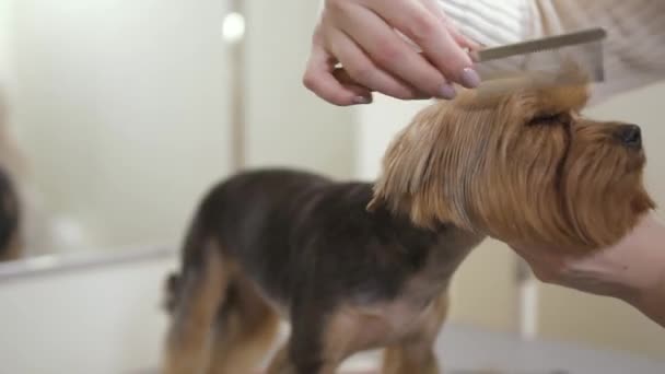 Groomer pentes lindo cachorro — Vídeo de Stock