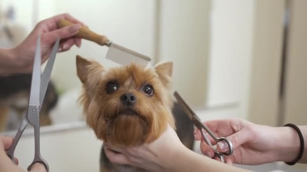Cãozinho encantador no salão — Vídeo de Stock