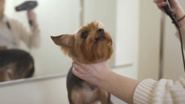 Professionele stylist droogt vacht van schattige hond — Stockvideo