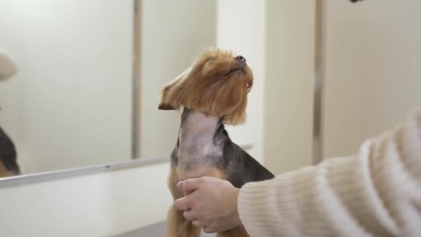 Грумер сушит шерсть прекрасного щенка с феном — стоковое видео