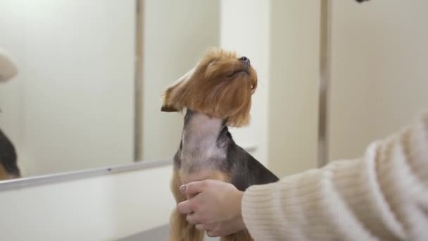 Groomer droogt bont van mooie pup met een föhn — Stockvideo