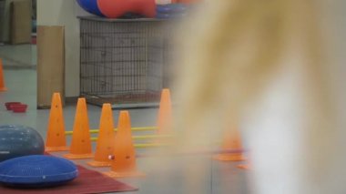 Onunla engellerin üzerinden çalışan Cynologist tren köpek