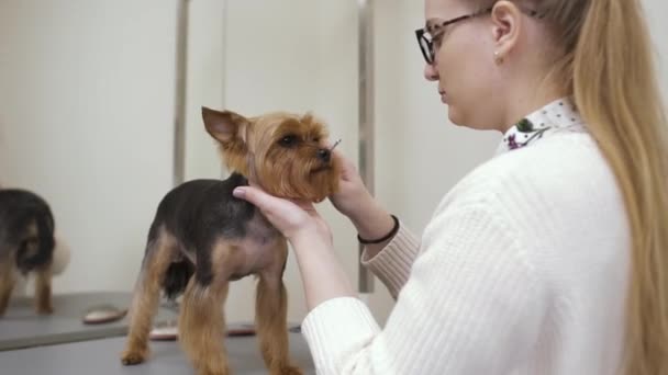 Groomer kammar pälsen på yorkshire terrier i salong — Stockvideo