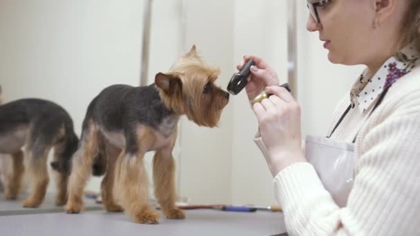 Cão bonito escolher esmalte para suas garras — Vídeo de Stock