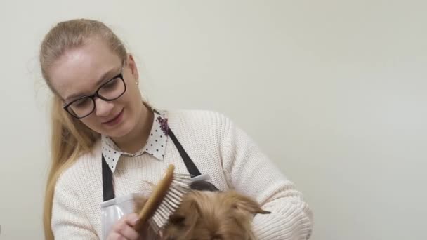Groomer tiene il piccolo terrier di yorkshire su mani e pettina la sua pelliccia — Video Stock