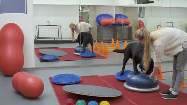 Cynologist utbildning svart labrador i gymmet — Stockvideo